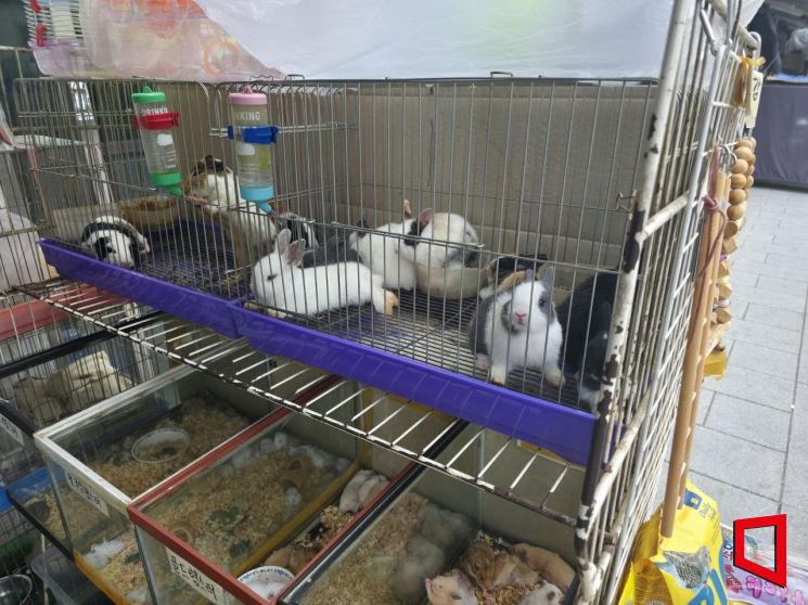 7일 찾은 서울 종로구 청계천 애완동물 거리에 토끼가 진열되어 있다. 최영찬 기자