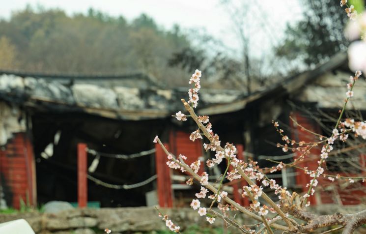 산청군, 화마가 삼킨 산불 현장 복구에 구슬땀