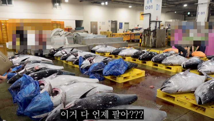 최근 노량진 수산시장으로 올라온 참다랑어(참치)들. 유튜브 방해물