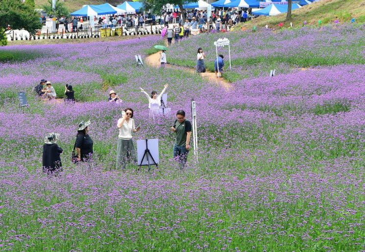 On the 28th of last month, visitors at the Verbena Festival held at Ramp Park in Donghwa-myeon, Jangseong-gun, are walking through the purple flower field and taking photos.