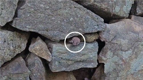 '세계에서 가장 작은 육식 포유류'로 불리는 멸종위기종 '무산쇠족제비'의 모습이 8년 만에 포착됐다. 국립공원공단은 지난달 26일 지리산국립공원 야생생물 관측 중 돌 틈 사이로 얼굴을 내민 무산쇠족제비 성체를 촬영하는 데 성공했다고 10일 밝혔다. 연합뉴스