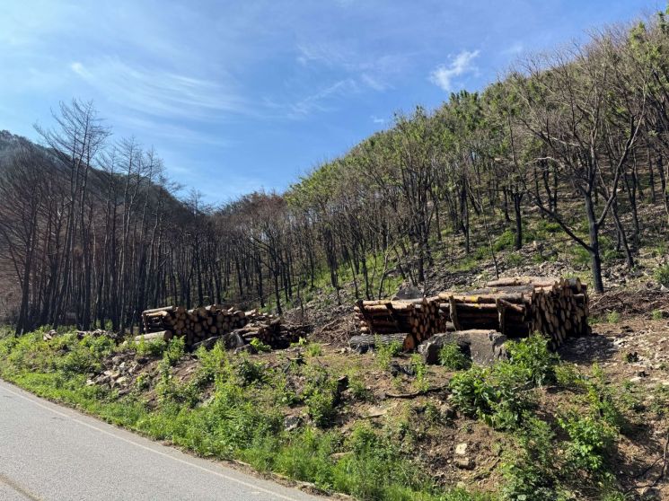 산림청 "경북 산불 피해목으로 목조건물 건축"