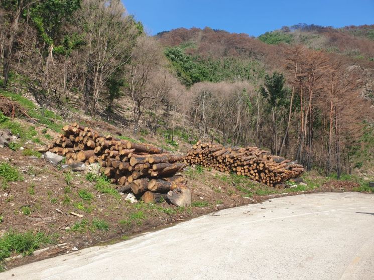 산불에 그슬렸거나 쓰러진 나무, 공공건축 자재로 활용…산림청·경북도 등 7곳 협력