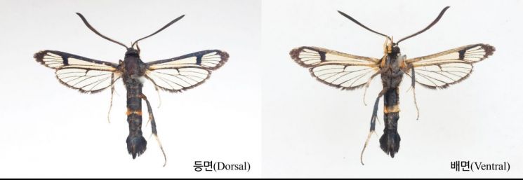 유리나방 신종인 남도멋쟁이유리나방. 전남도 제공