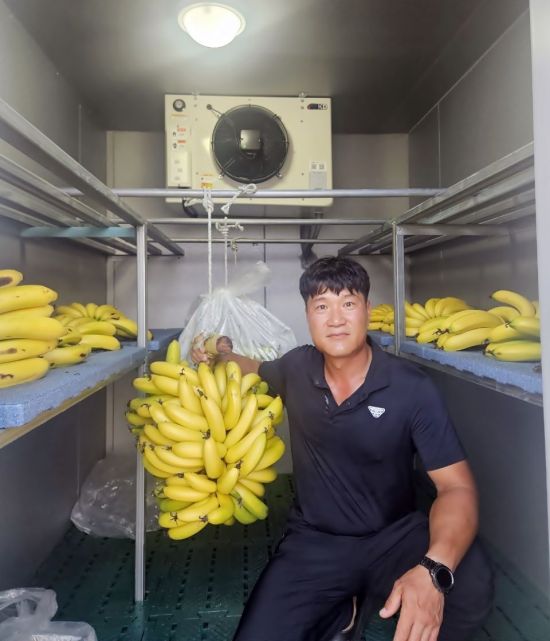 정읍 정우면 박정현 농가에서 '손끝바나나'의 재배에 성공했다. 정읍시 제공