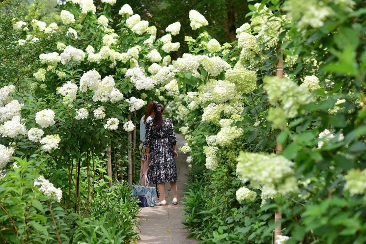 전남도 제2호 민간정원인 죽화경에서 오는 26일부터 8월 31일까지 '여름 눈꽃정원 플라워쇼'를 부제로 '제4회 유럽 수국 축제'가 열린다. 담양군 제공