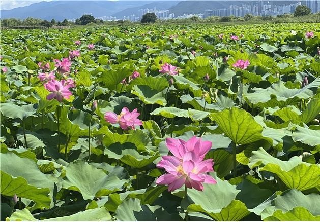 부산 낙동강변은 지금 꽃천지… 생태공원 여름꽃 보러오세요