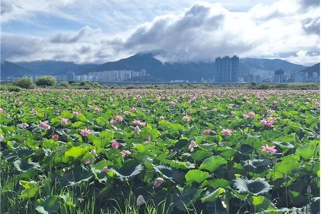 부산 낙동강변은 지금 꽃천지… 생태공원 여름꽃 보러오세요