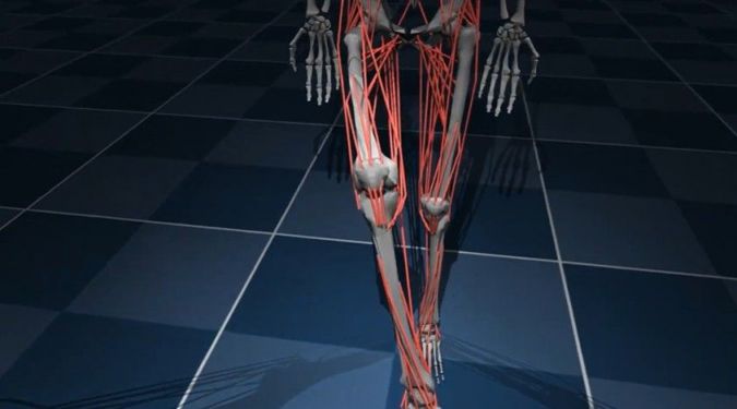 인간 다리의 관절과 힘줄을 시뮬레이션하는 구글 딥마인드의 AI. '물리적 AI'가 발전하려면 물리학 지식을 갖춘 전문가의 도움이 필요하다. 유튜브 캡처