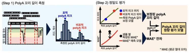 아주대·가톨릭대, mRNA 치료 효율 분석기술 개발