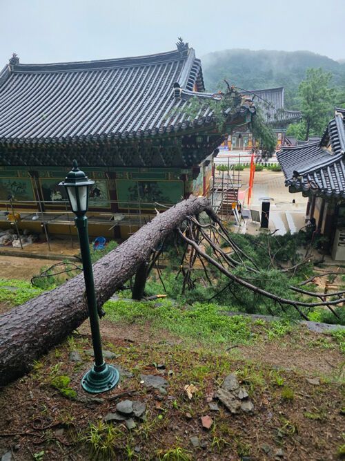 국가등록문화유산 '남양주 봉선사 큰법당' 피해 모습. 국가유산청