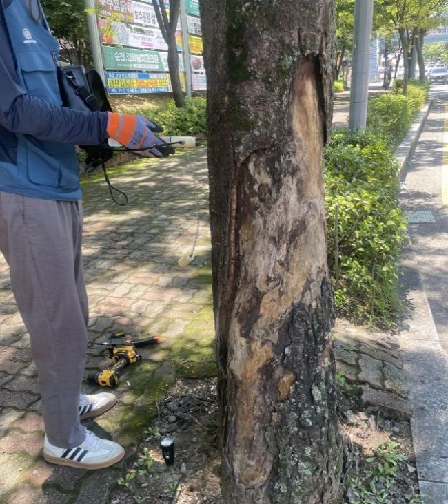 순천시, 가로수 사전 안전진단으로 시민 보호 나선다
