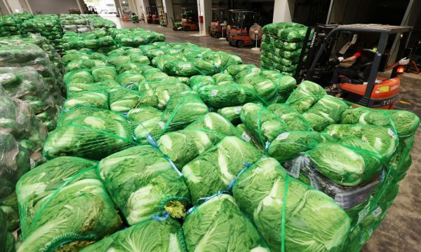 7월 폭염에 생산자물가 뛰었다 "시금치172%·배추 52% 폭등"