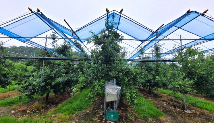 경기 농기원 "폭염따른 과수 햇빛데임(일소) 피해 우려"