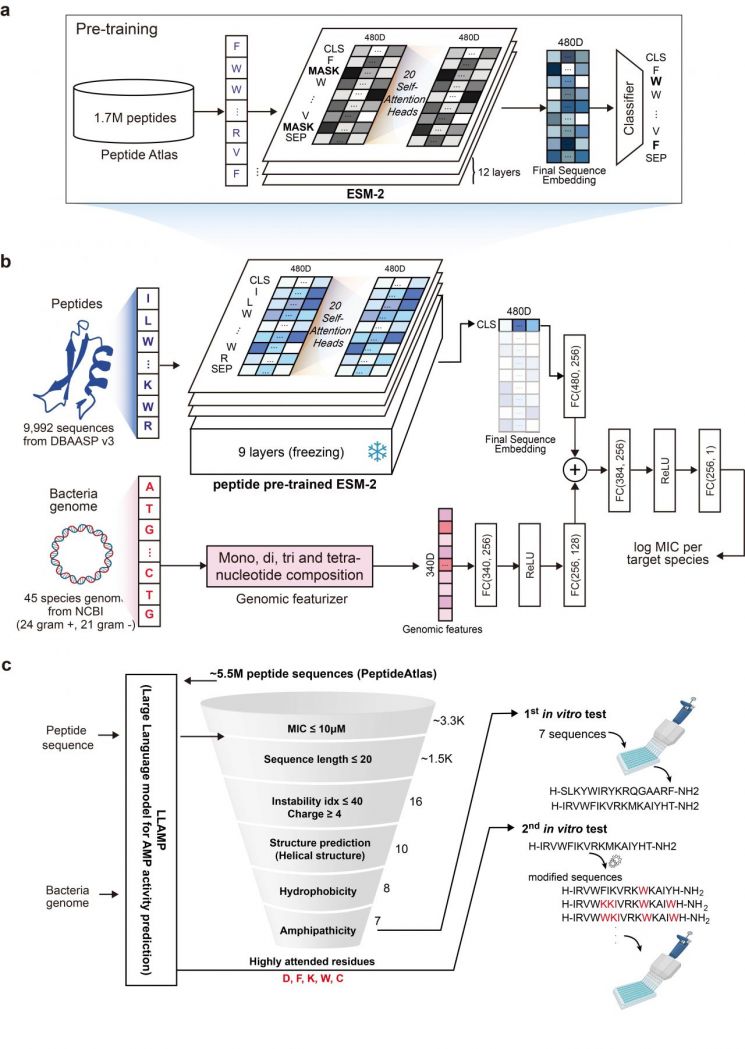 GIST, 항생제 빠르고 정확하게 설계 AI 모델 '램프' 개발
