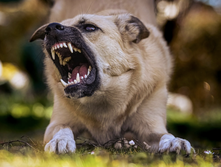 "발리에서 개 조심"…광견병 확산 우려에 '적색구역' 지정