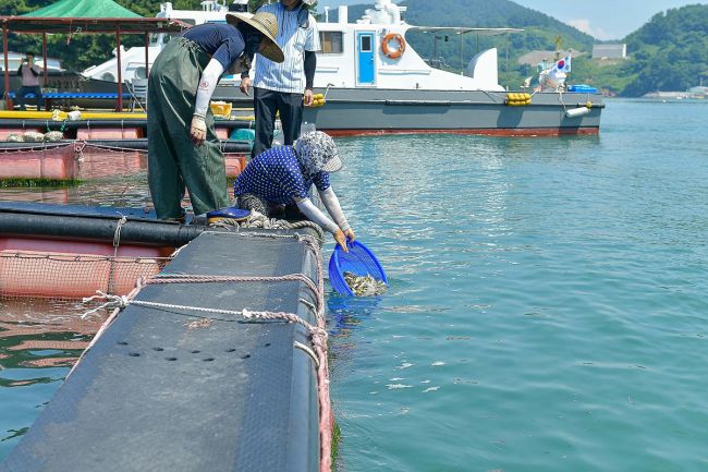 여수시는 여름철 고수온과 적조로 인한 양식어류 피해 최소화를 위해 관내 해상 가두리 양식장의 양식어류를 긴급 방류한다. 여수시 제공