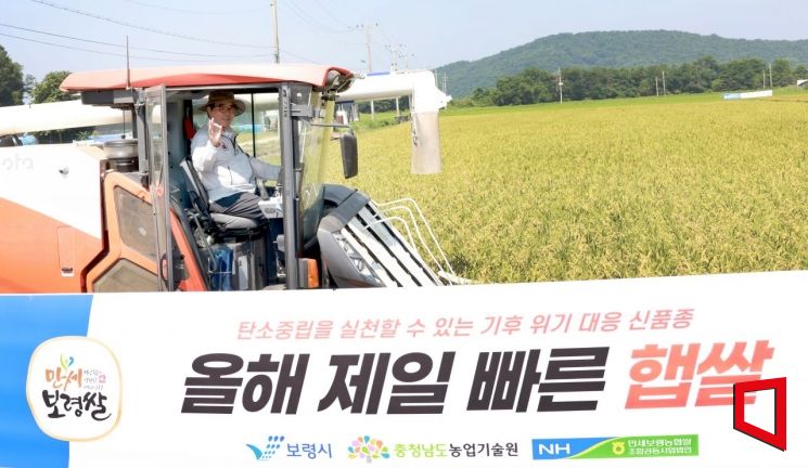 김동일 보령시장이 25일 밥 맛이 찰진 빠르미2를 수확하고 있다./보령시청