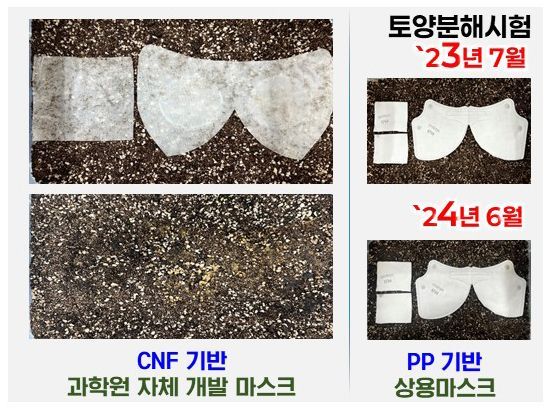 셀룰로오스 기반의 마스크가 1년 남짓 기간에 토양에서 분해되는 과정을 거친 반면 일반 PP기반의 상용 마스크는 같은 기간에 분해되지 않고 원형을 유지하고 있다. 국립산림과학원 제공