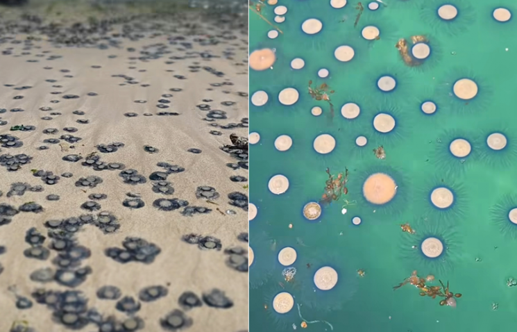 제주 바다 뒤덮은 파란색 동전?…"독성 있어 주의해야"