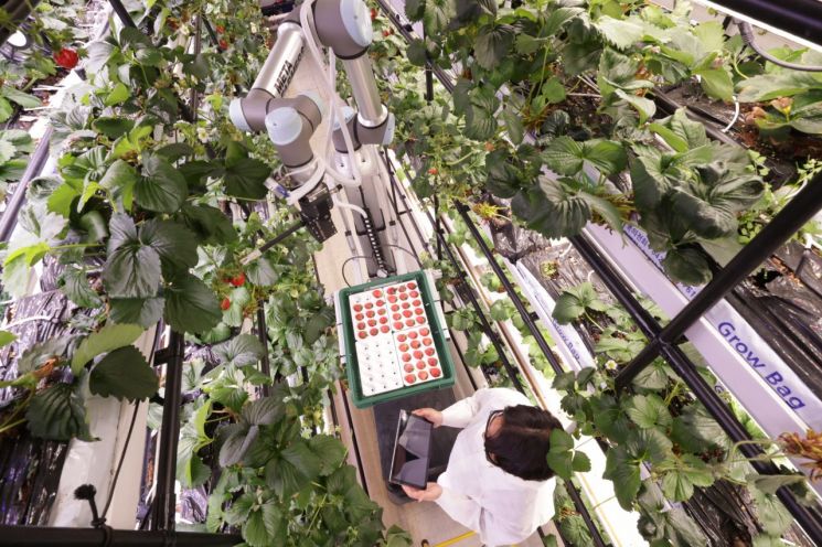 스마트팜 수직농장에서 딸기를 수확하는 로봇 그리퍼와 데이터를 체크하는 이규화 메타파머스 대표. 메타파머스 제공.