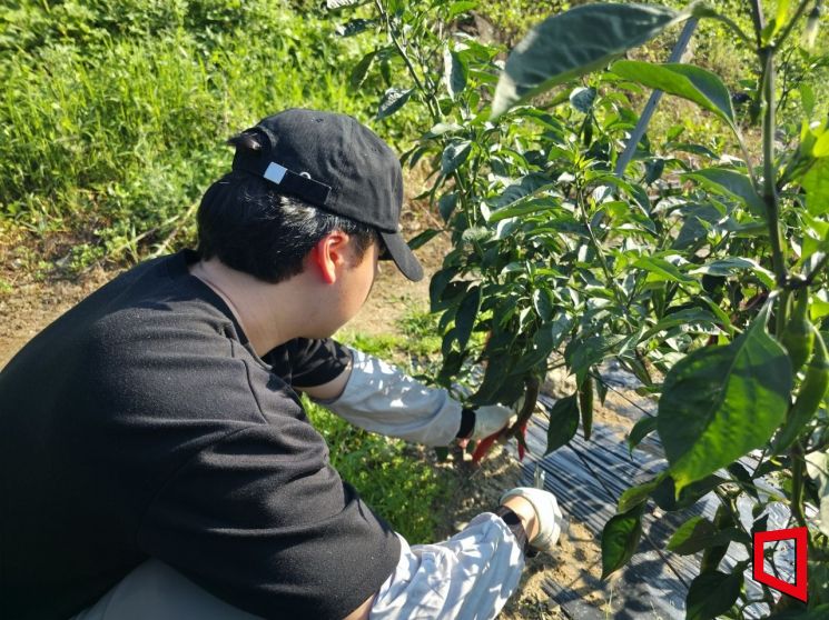 본지 기자가 29일 강원도 춘천시 사북면의 한 밭에서 고추를 수확하고 있다. 최영찬 기자