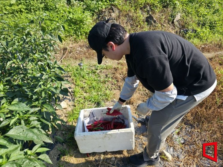 본지 기자가 29일 강원도 춘천시 사북면의 한 밭에서 고추를 수확한 뒤 보관 통에 넣고 있다. 최영찬 기자