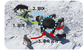 AI끼리 협동한다?… ‘늑대 공격’ 닮은 모의 위기상황, AI 협력체계 유지 기술 개발
