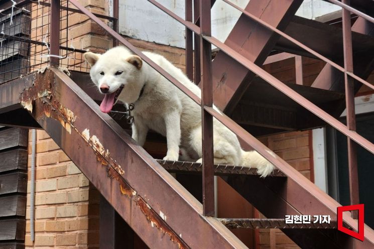 [이미지 다이어리] 오뉴월 개팔자?…'개'덥다