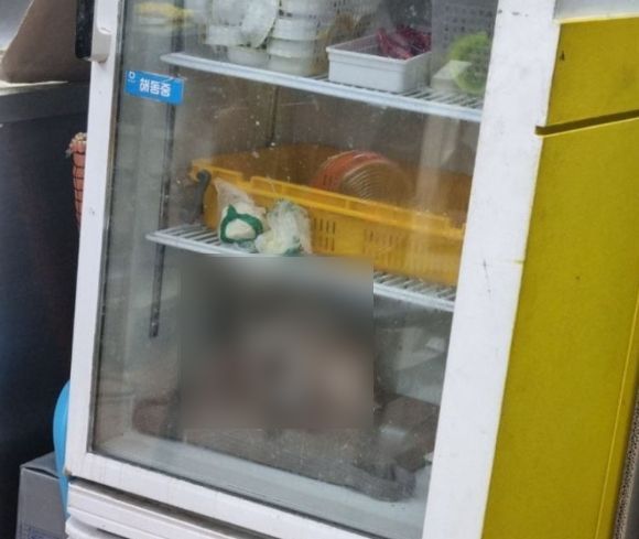 식당 냉장고 안에서 떨고 있는 강아지…부산서 '동물 학대' 논란