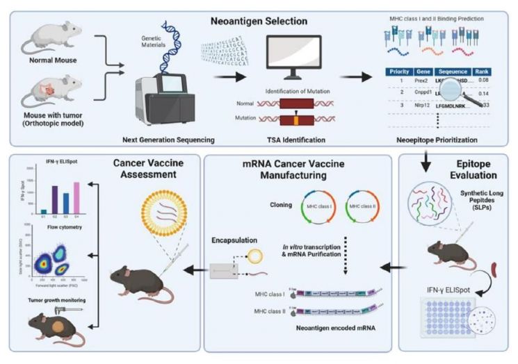 가톨릭대, 개인 맞춤형 mRNA 암백신 개발