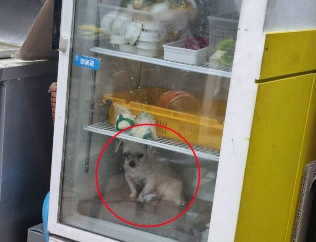 부산의 한 식당에서 영업용 냉장고에 반려견을 넣어둔 모습이 공개돼 동물학대 논란이 일었다. 온라인 커뮤니티