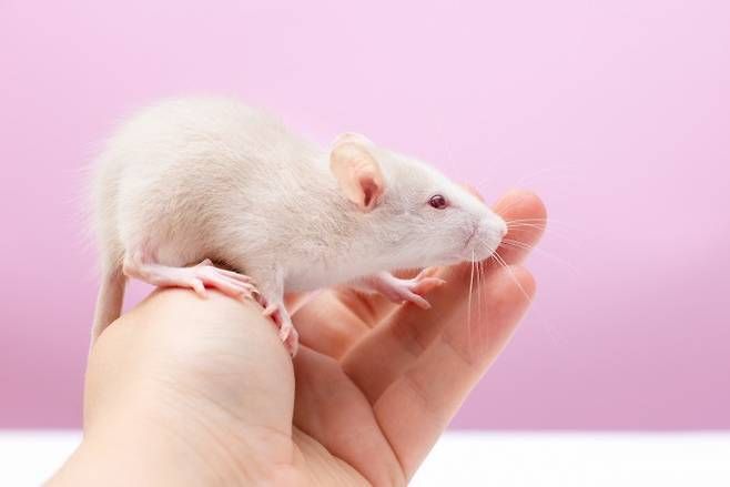 실험쥐. 사진은 기사 중 특정 표현과 관련 없음. 게티이미지뱅크
