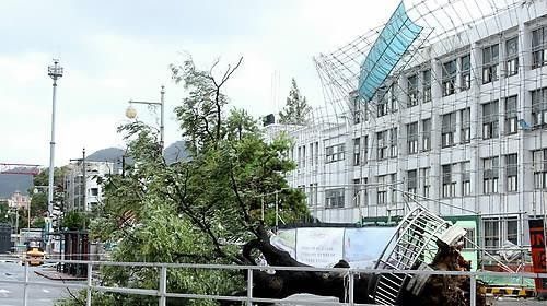 광주 동구 옛 전남도청 앞 회화나무가 태풍에 쓰러져 있다. 연합뉴스