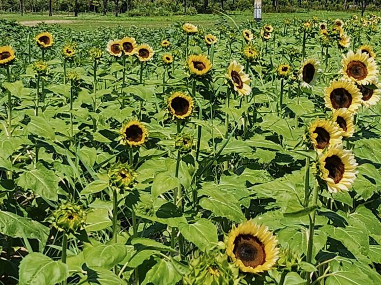 ‘해바라기’ 즐겨요… 양산시 황산공원 개화 시작