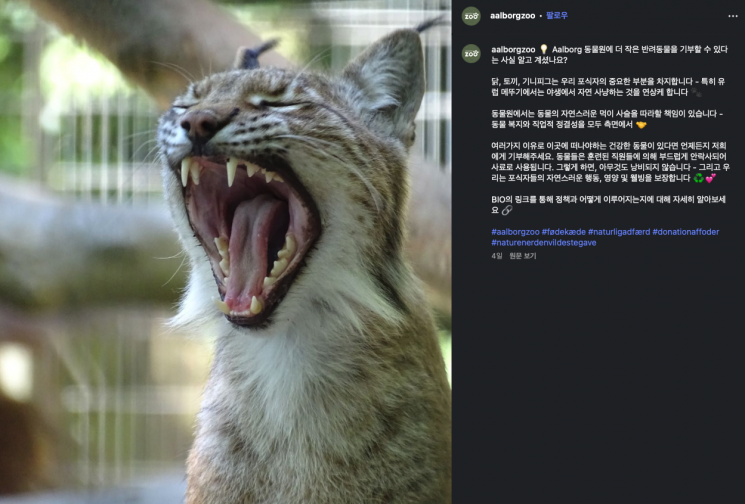 지난달 31일 오르보르 동물원은 공식 사회관계망서비스(SNS) 게시물에서 "어떠한 사유로든 삶을 마감할 시점에 이른 동물을 기꺼이 받는다"며 "기부된 반려동물은 훈련된 직원이 '부드럽게 안락사' 시킨 뒤, 포식동물의 먹이로 사용할 것'이라는 글을 올렸다. Aalborg Zoo 인스타그램