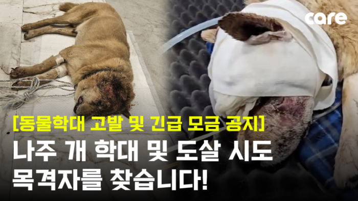 머리에 큰 부상을 입고 피를 흘린 채 쓰러진 유기견 ‘럭키’의 구조 직후 모습. 동물권단체 케어