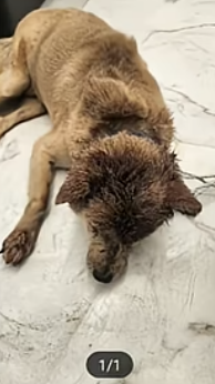 의식 없이 쓰러져 있는 유기견 ‘럭키’. 발견 당시 머리에는 다량의 출혈이 있었다. 동물권단체 케어