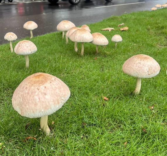 대만 가오슝 펑산 지구 펑난로 분기점의 한 도로 중앙 분리대에 자란 대형 버섯이 자라 화제다. 인스타그램