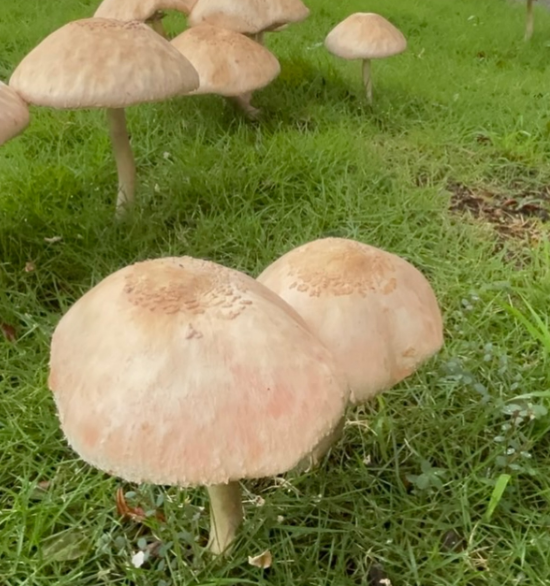 대만 가오슝 펑산 지구 펑난로 분기점의 한 도로 중앙 분리대에 자란 대형 버섯이 자라 화제다. 인스타그램
