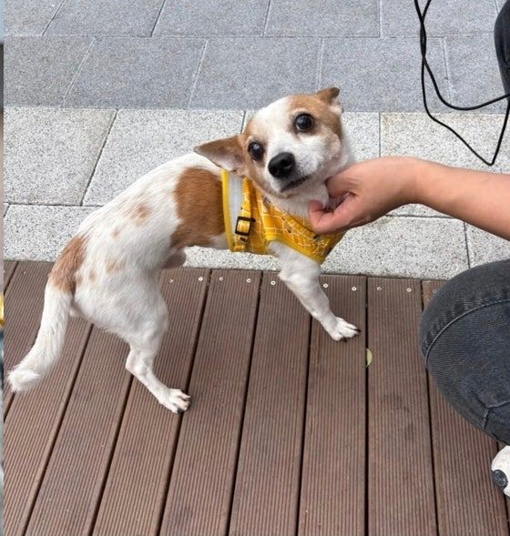 학대 피해 강아지 '사군이'. 부산동물사랑길고양이보호연대