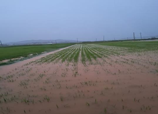 Gokseong County will provide pest control expenses for rice in areas affected by the heavy rain from the 17th to the 19th of last month. Provided by Gokseong County