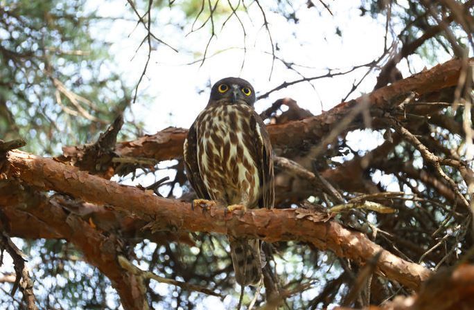 천연기념물 솔부엉이, 울주군 상북면서 번식 과정 관찰