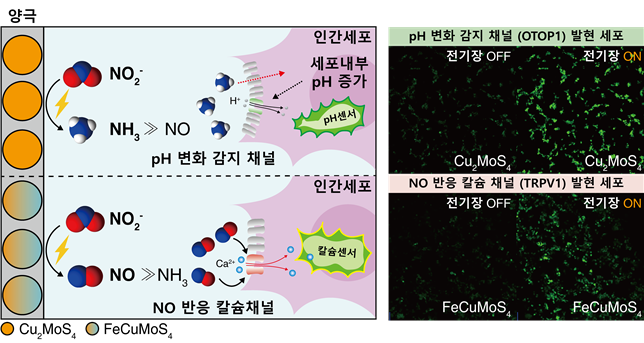 "흡사 전기 스위치처럼" 세포 반응 'ON/OF' 플랫폼 개발