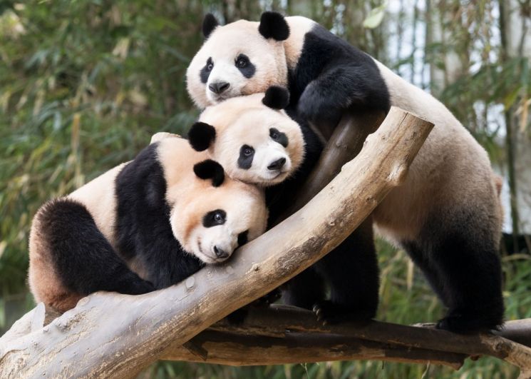 에버랜드 쌍둥이 판다, 엄마와 함께 한 마지막 날