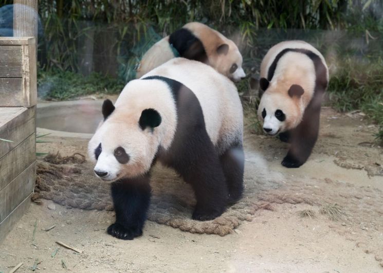 에버랜드 쌍둥이 판다, 엄마와 함께 한 마지막 날