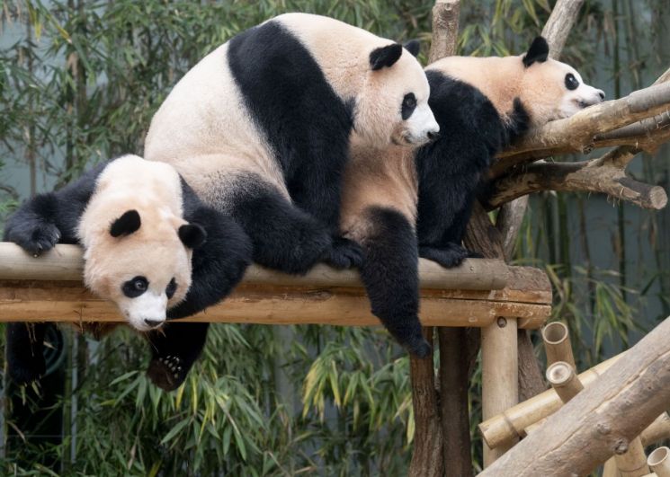 에버랜드 쌍둥이 판다, 엄마와 함께 한 마지막 날