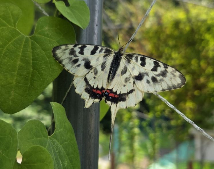 "도심 체험 논에 날아든 멸종위기종 나비"