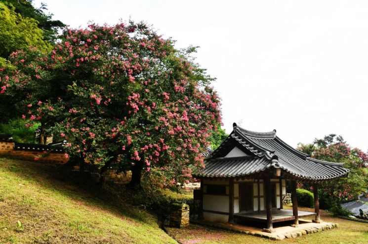 [포토] 담양 죽림재 백일홍 만개