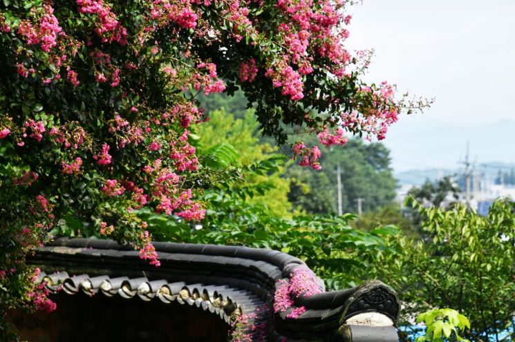 [포토] 담양 죽림재 백일홍 만개